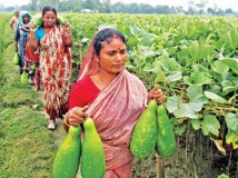 পাঁচ গুণ বেড়েছে সবজি উৎপাদন