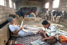 পাঁচ তারকা হোটেল ছেড়ে গোয়ালঘর বেছে নিলেন মন্ত্রী!